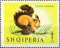 Eurasian Red Squirrel (Sciurus vulgaris)