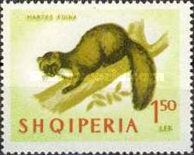 Beech Marten (Martes foina)