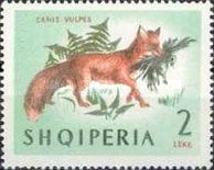 Red Fox (Vulpes vulpes)