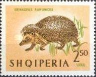 Northern White-breasted Hedgehog (Erinaceus roumanicus)