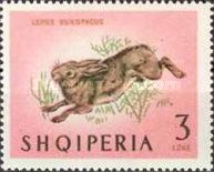 European Hare (Lepus europaeus)