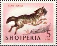 Golden Jackal (Canis aureus)