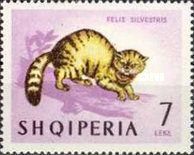 Wildcat (Felis silvestris)