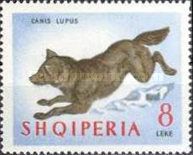 Gray Wolf (Canis lupus)
