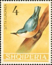 Eurasian Nuthatch (Sitta europaea)