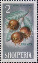 Common Medlar (Mespilus germanica)