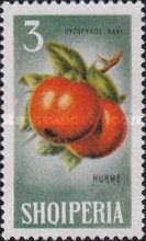 Japanese Persimmon (Diospyros kaki)