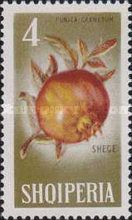 Pomegranate (Punica granatum)