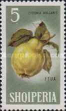 Quince (Cydonia oblonga)