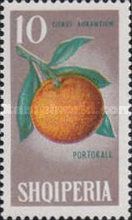 Orange (Citrus sinensis)