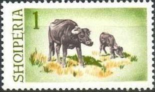 Water Buffalo (Bubalus bubalis)
