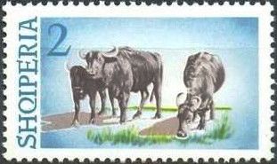 Water Buffalo (Bubalus bubalis)