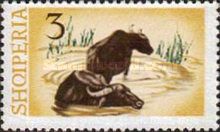Water Buffalo (Bubalus bubalis)