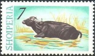 Water Buffalo (Bubalus bubalis)