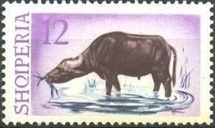 Water Buffalo (Bubalus bubalis)