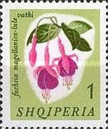 Hummingbird Fuchsia (Fuchsia magellanica)