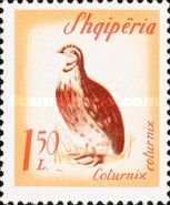 Common Quail (Coturnix coturnix)