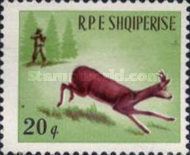 Western Roe Deer (Capreolus capreolus)
