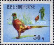 Ring-necked Pheasant (Phasianus colchicus)
