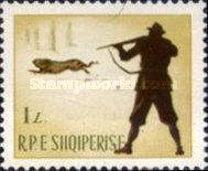 European Hare (Lepus europaeus)