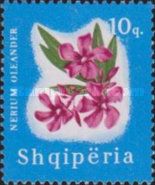 Oleander (Nerium oleander)