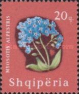 Alpine Forget-me-not (Myosotis alpestris)