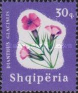 Glacier Pink (Dianthus glacialis)