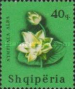 European White Water Lily (Nymphaea alba)