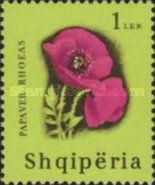 Common poppy (Papaver rhoeas)