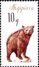 Brown Bear (Ursus arctos)