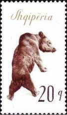 Brown Bear (Ursus arctos)