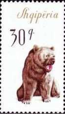 Brown Bear (Ursus arctos)