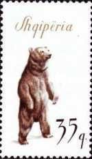Brown Bear (Ursus arctos)