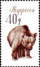 Brown Bear (Ursus arctos)
