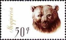 Brown Bear (Ursus arctos)