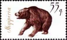 Brown Bear (Ursus arctos)