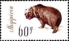 Brown Bear (Ursus arctos)