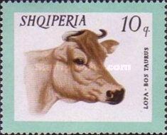 Domestic Cattle (Bos taurus)