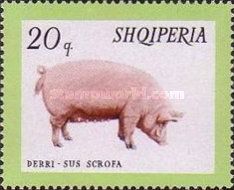 Domestic Pig (Sus scrofa domesticus)