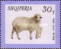 Domestic Sheep (Ovis gmelini aries)