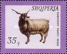 Domestic Goat (Capra aegagrus hircus)