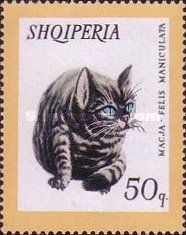 Domestic Cat (Felis silvestris catus)