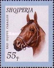 Horse (Equus ferus caballus)