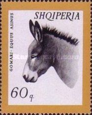 Donkey (Equus africanus asinus)