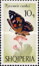Painted Lady (Vanessa cardui)