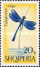 Beautiful Demoiselle (Calopteryx virgo)