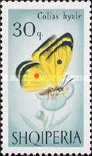 Pale Clouded Yellow (Colias hyale)