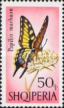 Old World Swallowtail (Papilio machaon)