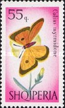 Danube Clouded Yellow (Colias myrmidone)