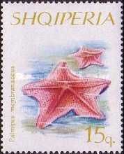 Goose Foot Starfish (Anseropoda placenta)